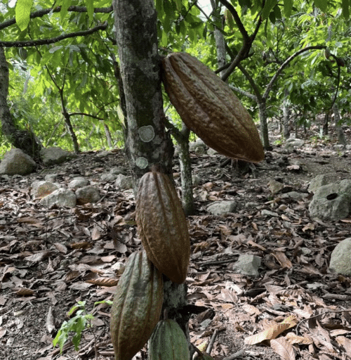 SILVA CACAO - Dominican Republic