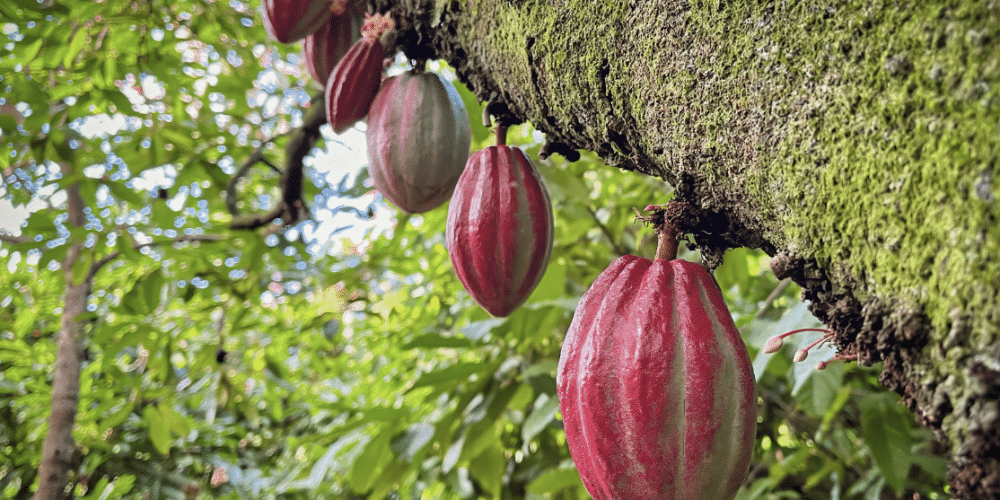 Silva Cacao - Dominican Republic