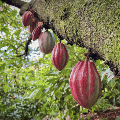 Silva Cacao - Dominican Republic