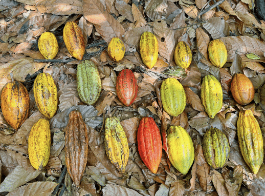 Tanama 'Monte Adentro'