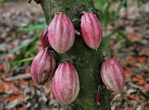 Tamana 'Los Robles'