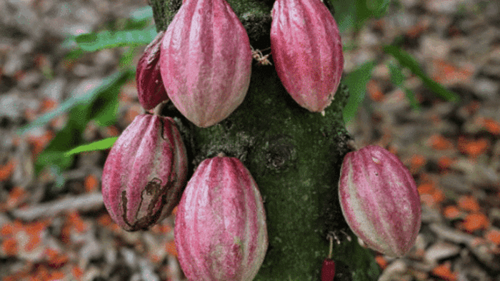 DOMINICAN REPUBLIC - Tanama Los Robles