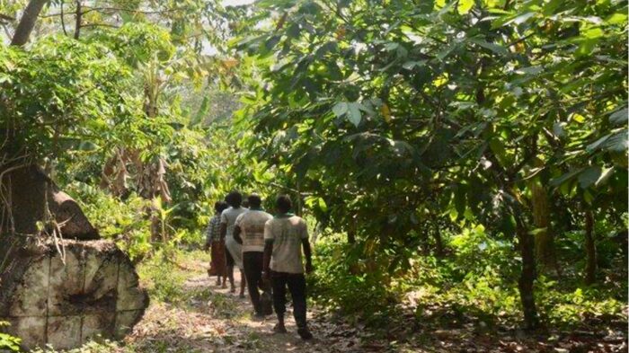 TOGO - Kekeli Koko