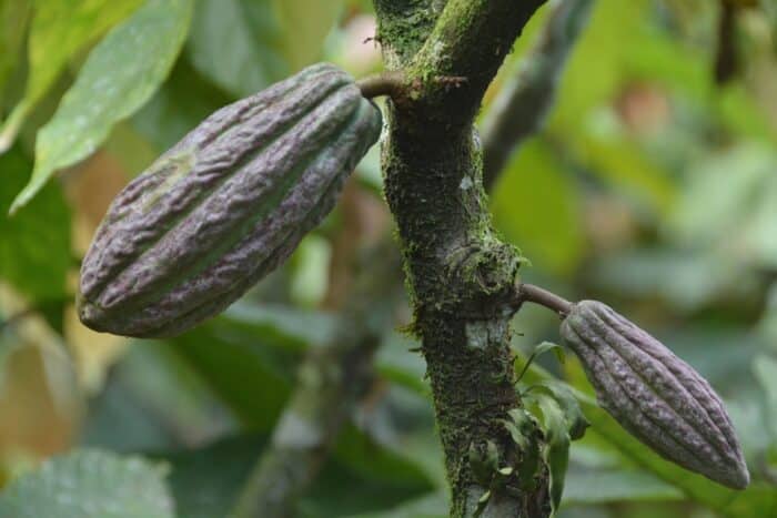 ECUADOR FINCA SOFIA ORGANIC