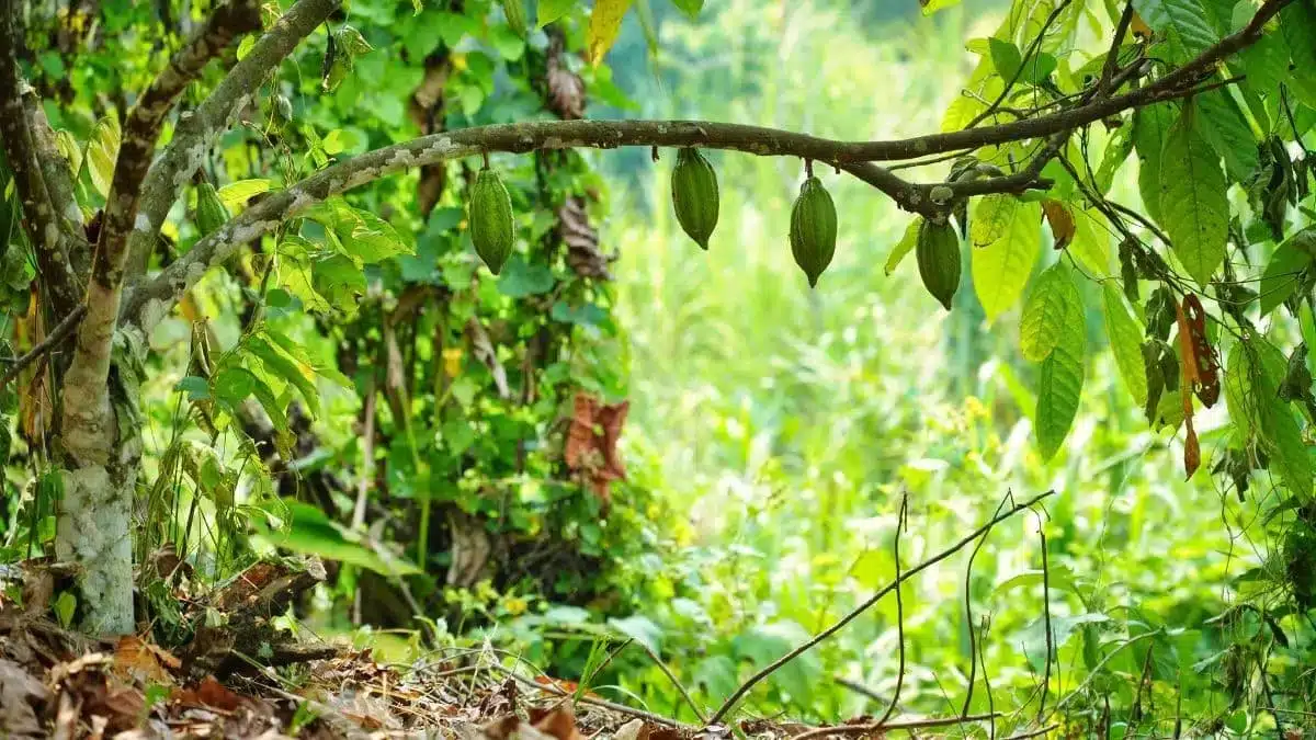 Finca-Ana-Maria-Guatemala.jpg